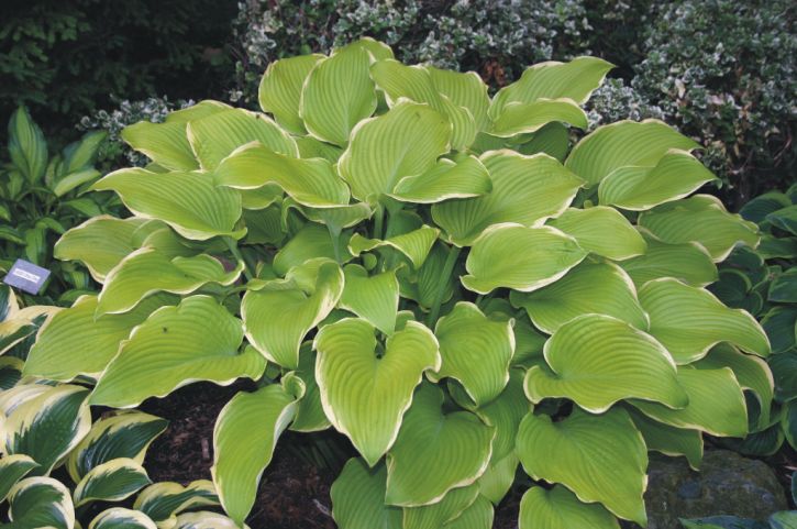 Hosta Lakeside Cha Cha